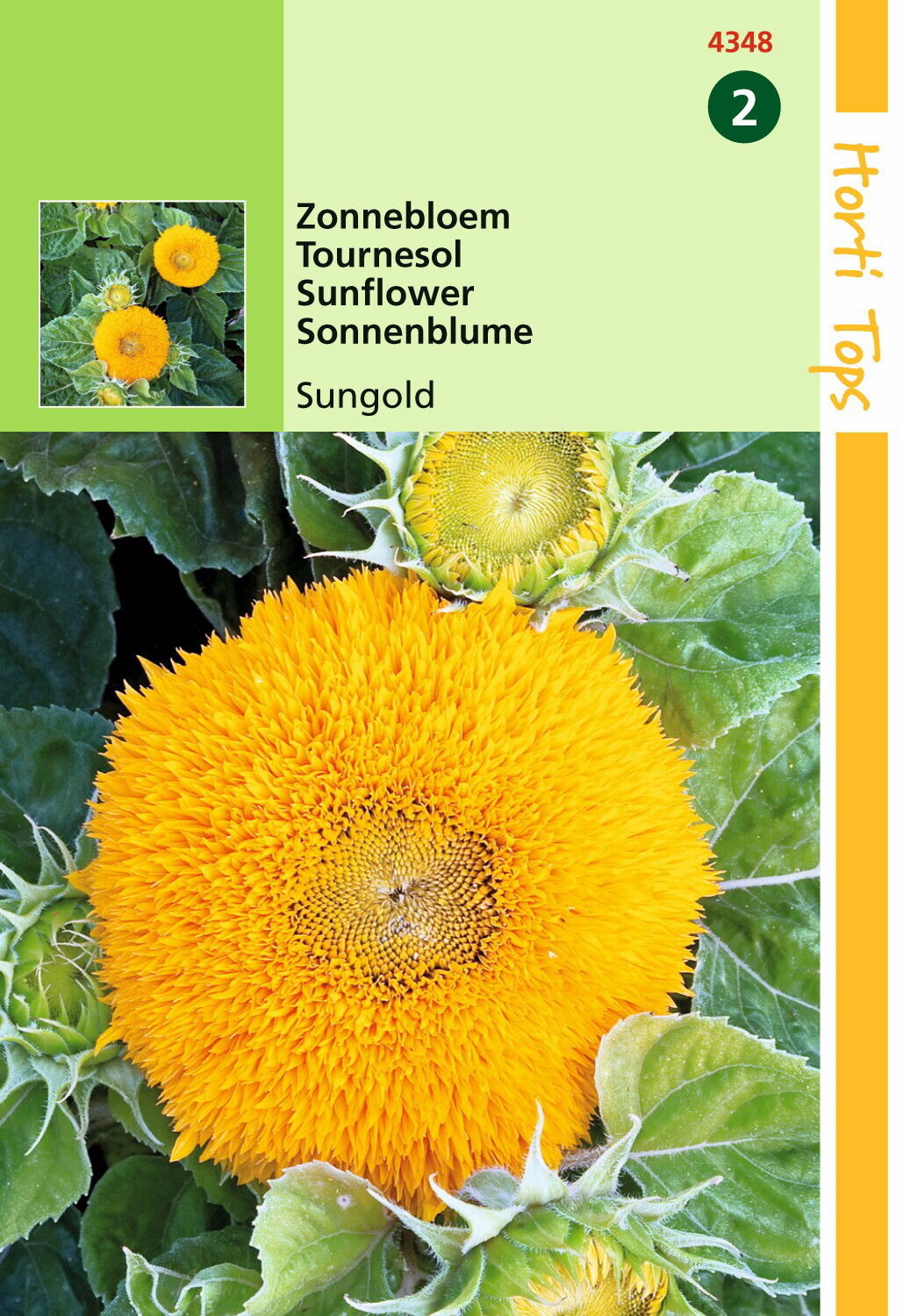 Helianthus Annuus Sungold Dubbelbl. Laag Hortitops