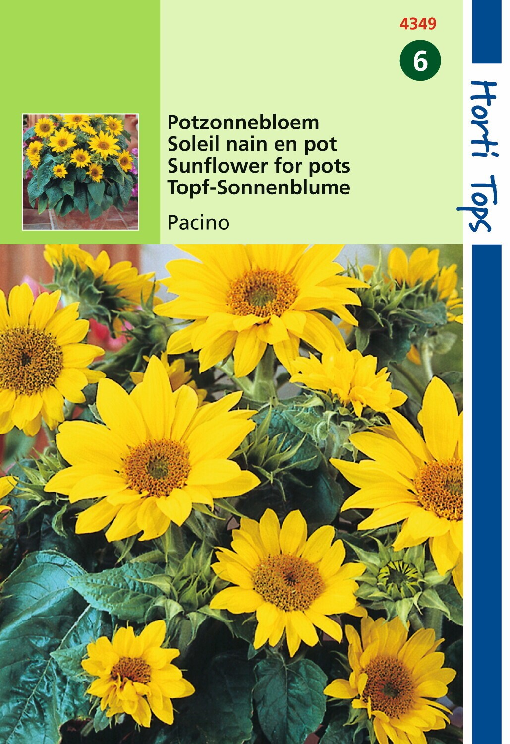 https://cdn.warentuin.nl/media/catalog/product/1/7/1778711117434900_hortitops_tuinzaden_hortitops_helianthus_potzonnebloem_pacino_61b2.jpeg
