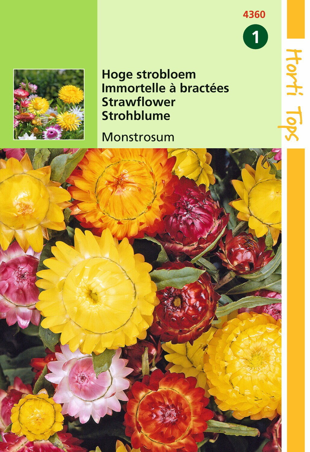 https://cdn.warentuin.nl/media/catalog/product/1/7/1778711117436003_hortitops_tuinzaden_hortitops_helichrysum_hoge_strobloem_monst_932a.jpeg