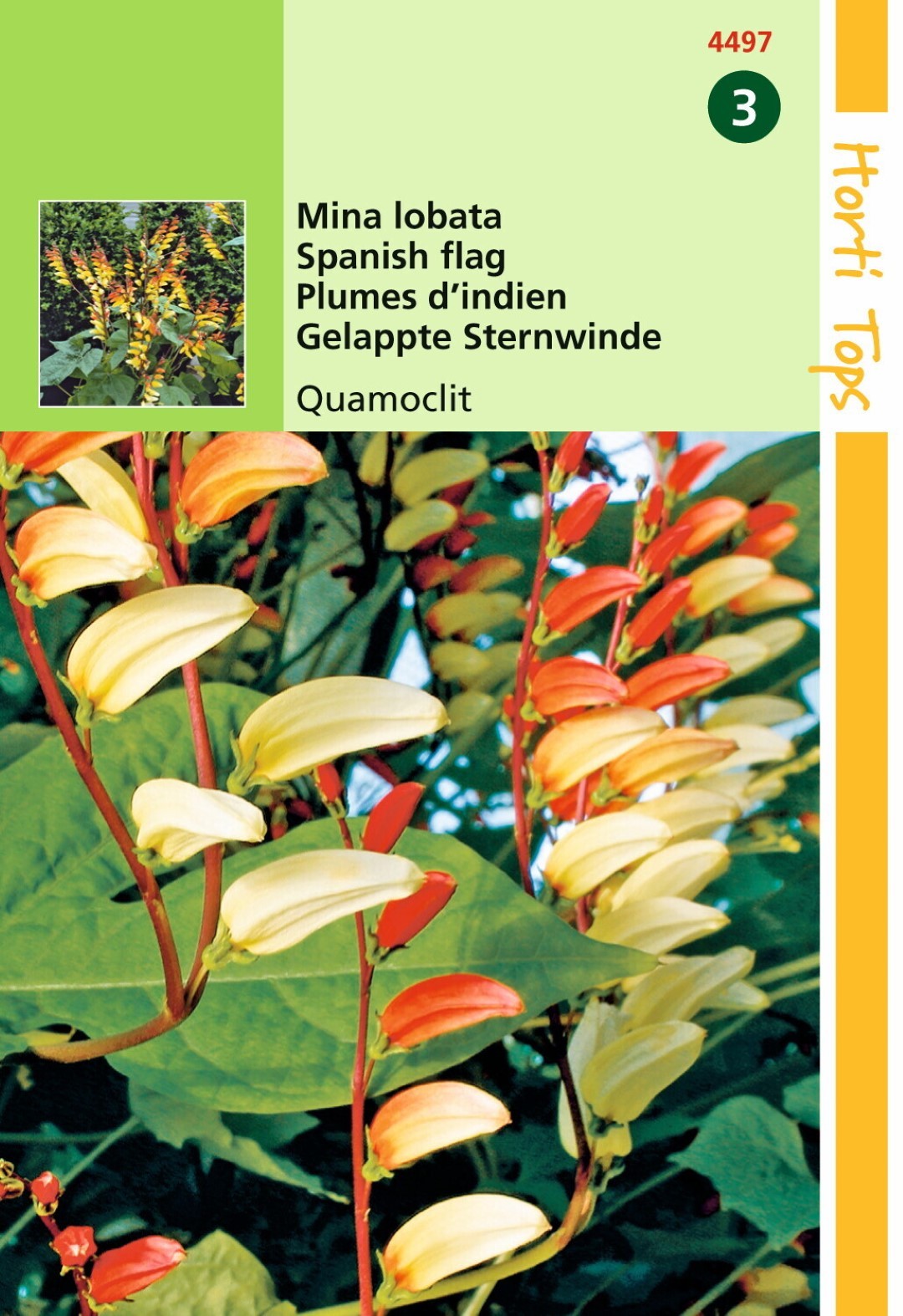 https://cdn.warentuin.nl/media/catalog/product/1/7/1778711117449706_hortitops_tuinzaden_hortitops_mina_lobata_spaanse_vlag_quamocl_d2ba.jpeg