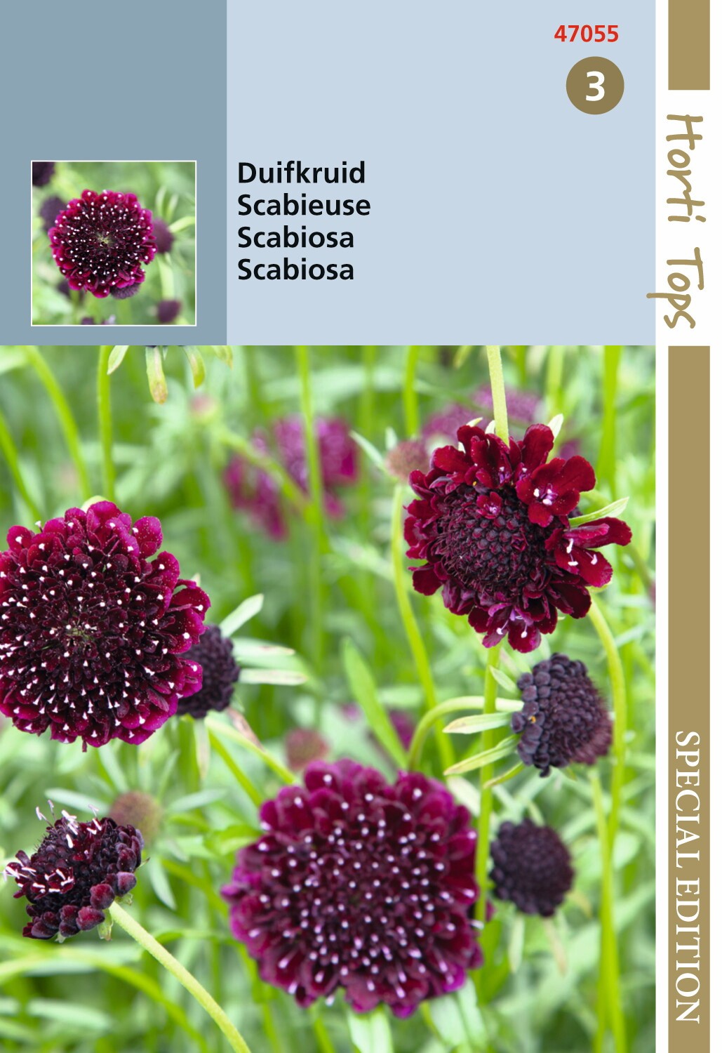 https://cdn.warentuin.nl/media/catalog/product/1/7/1778711117470557_hortitops_tuinzaden_hortitops_scabiosa_duifkruid_diep_donkerpa_a1ca.jpeg