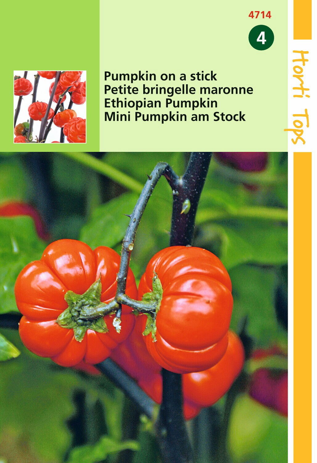 Solanum Aetthiopicum, Pumpkin on a stick op op Hortitops