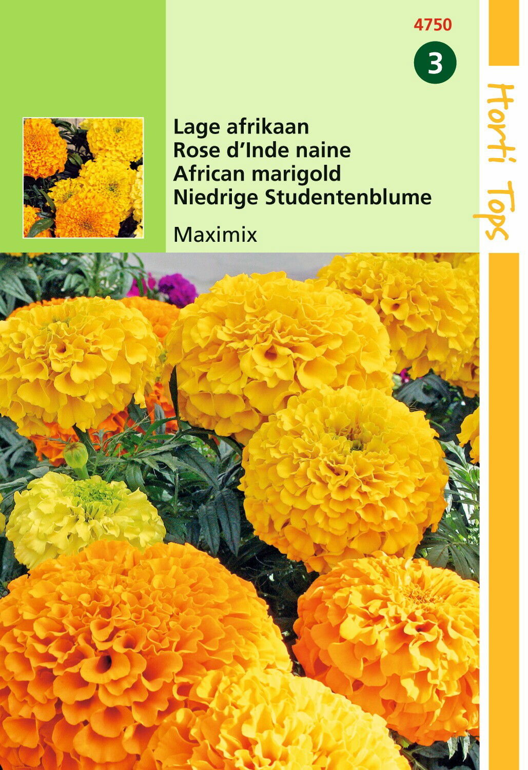 Tagetes Erecta Nana Maximix Mengsel Hortitops