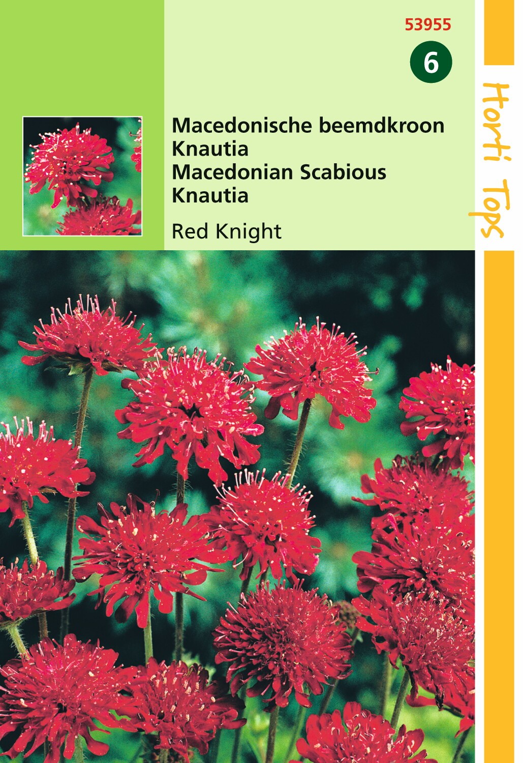 https://cdn.warentuin.nl/media/catalog/product/1/7/1778711117539551_hortitops_tuinzaden_hortitops_knautia_macedonische_beemdkroom__1ecf.jpeg