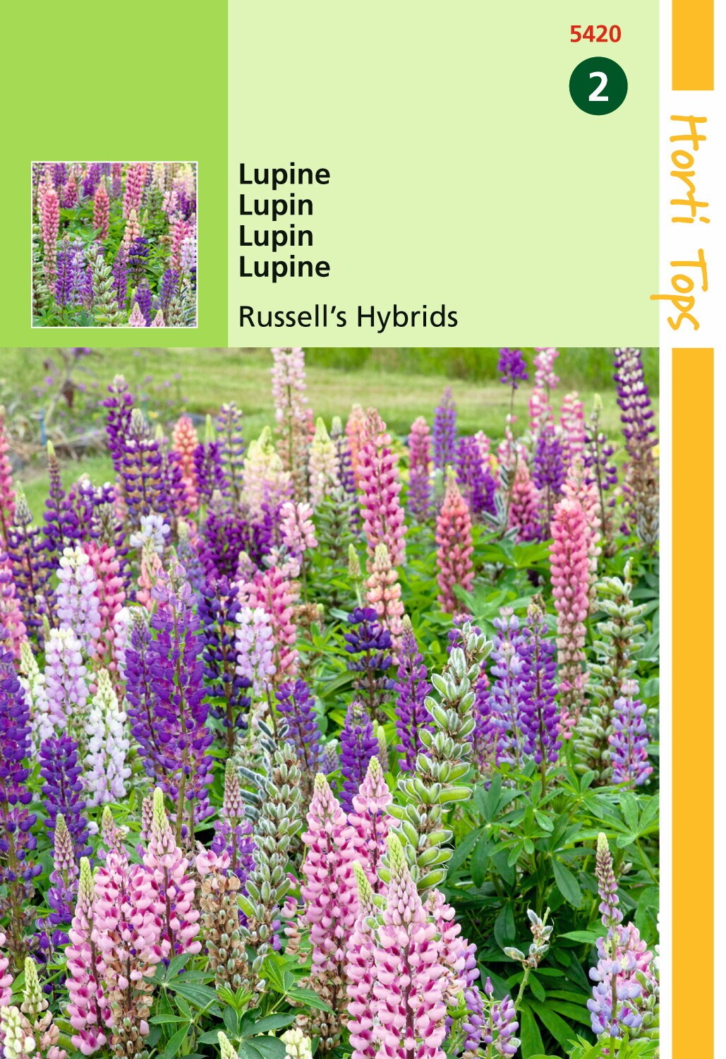 https://cdn.warentuin.nl/media/catalog/product/1/7/1778711117542001_hortitops_tuinzaden_hortitops_lupinus_lupine_russell_s_hybrids_fb59.jpeg