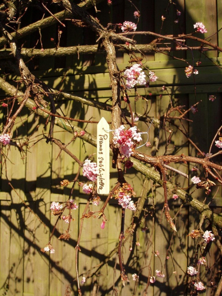 Houten plantenetiketten met ijzerdraad naturel H10cm set a 15 stuks Nature - Nature