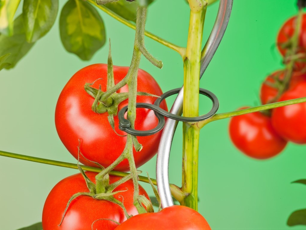 Tomatenpflanze Ringe dia. 65mm Satz a 25 Stück