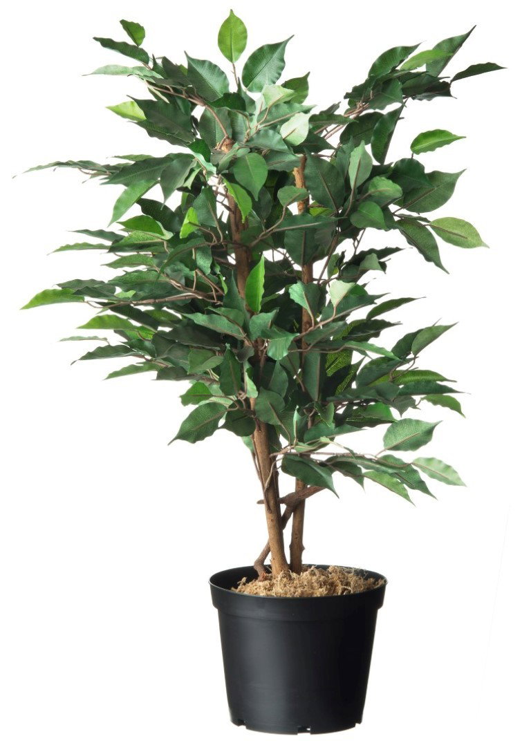 https://cdn.warentuin.nl/media/catalog/product/1/7/1778711338702031_nature_zaaien_en_planten_container_zwart_3l_h_6_07f2.jpg