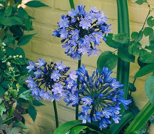 https://cdn.warentuin.nl/media/catalog/product/1/7/1778712044002200_samplant_vaste_planten_agapanthus_africanus_c8a0.jpg
