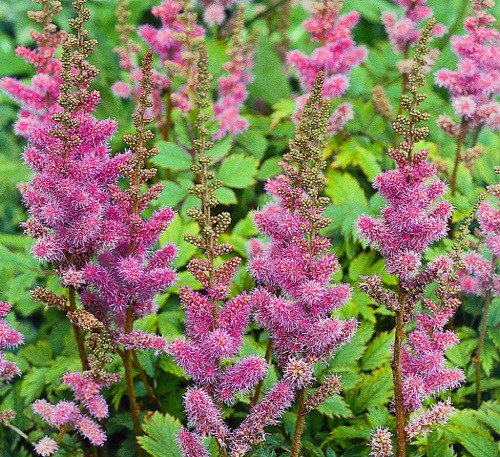 https://cdn.warentuin.nl/media/catalog/product/1/7/1778712044010144_samplant_vaste_planten_astilbe_chinensis_pumila_8aab.jpg