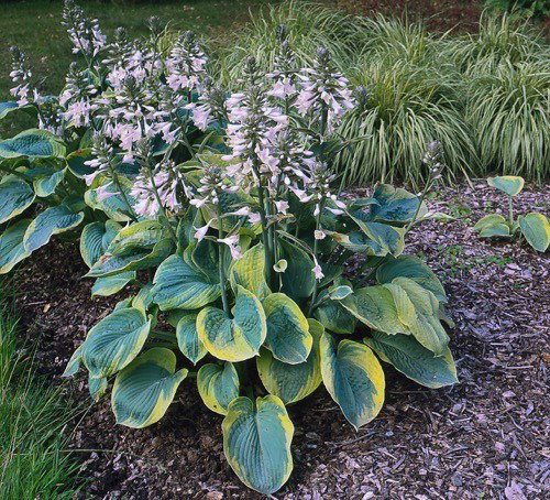 Hosta sieboldiana Frances Williams Griffioen - Griffioen