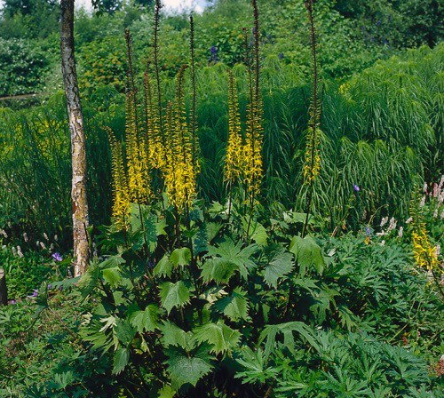Ligularia przewalskii Griffioen - Griffioen