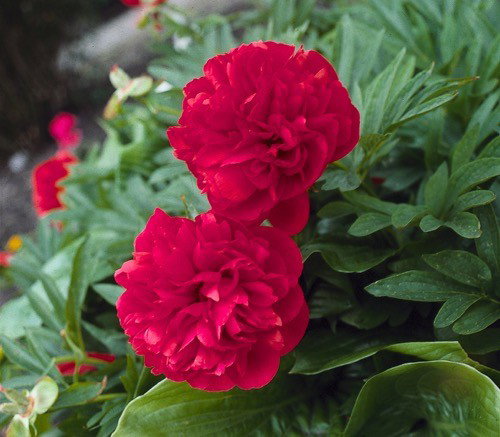 Paeonia (LD) Karl Rosenfield Griffioen - Griffioen