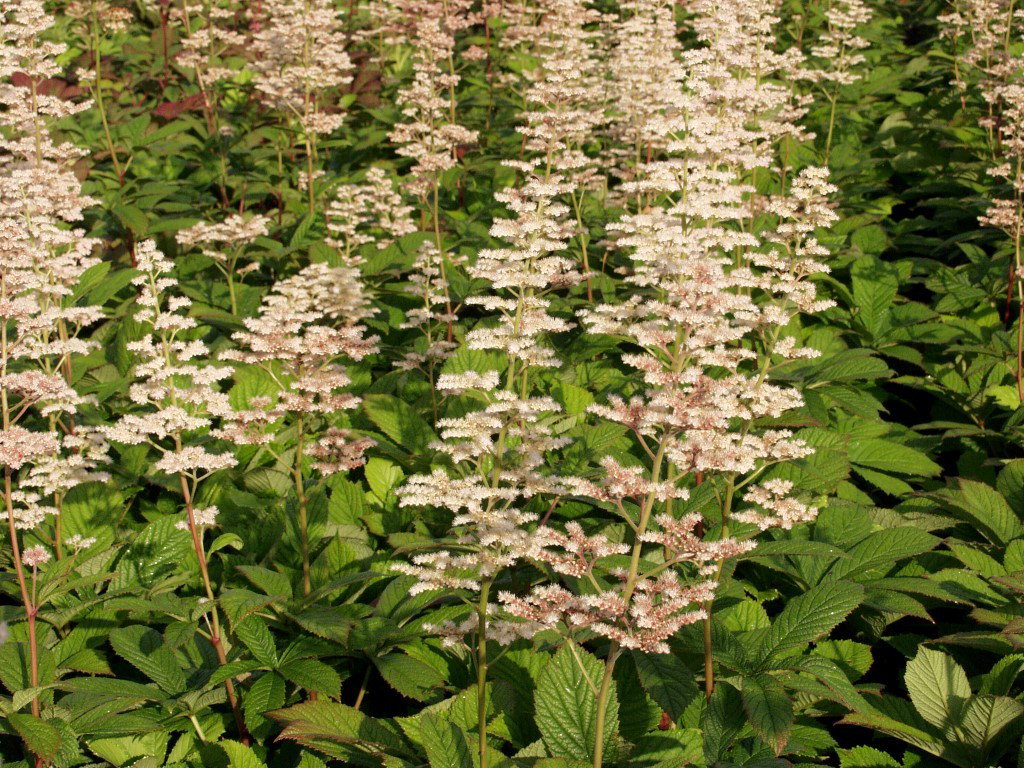 Rodgersia aesculifolia Griffioen - Griffioen