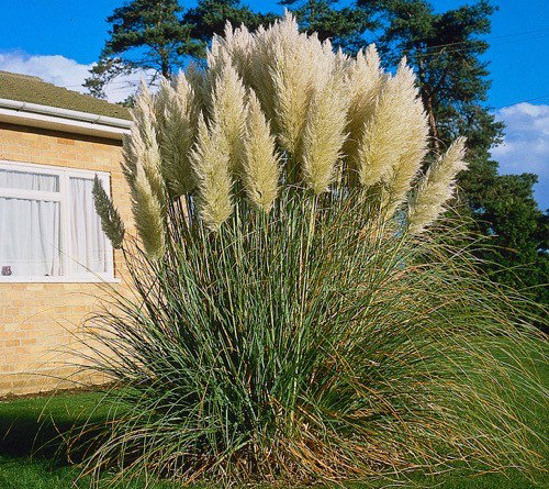 Cortaderia selloana Pumila Griffioen - Griffioen