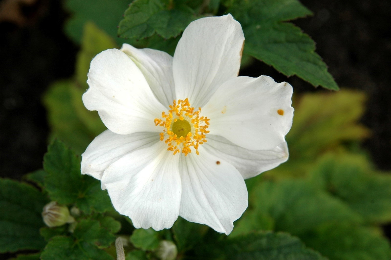 https://cdn.warentuin.nl/media/catalog/product/1/7/1778712044143255_samplant_vaste_plant_anemone_hybrida_honorine_jobert_samplant_cd1d.jpg