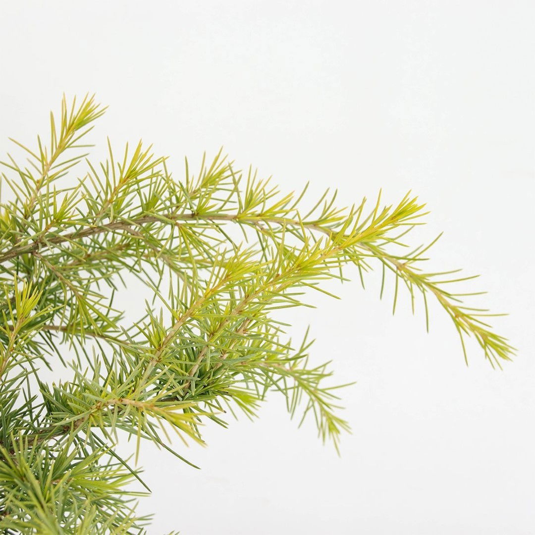 https://cdn.warentuin.nl/media/catalog/product/1/7/1778712044578903_2_warentuin_natuurlijk_conifeer_cedrus_deodara_golden_horizon__22d8.jpg