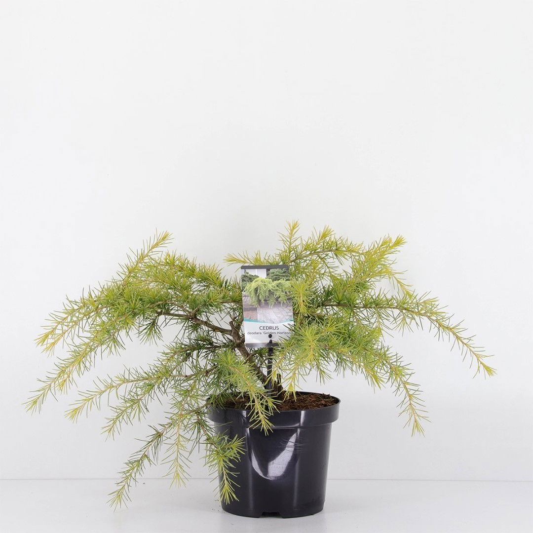 https://cdn.warentuin.nl/media/catalog/product/1/7/1778712044578903_warentuin_natuurlijk_conifeer_cedrus_deodara_golden_horizon_45_0847.jpg