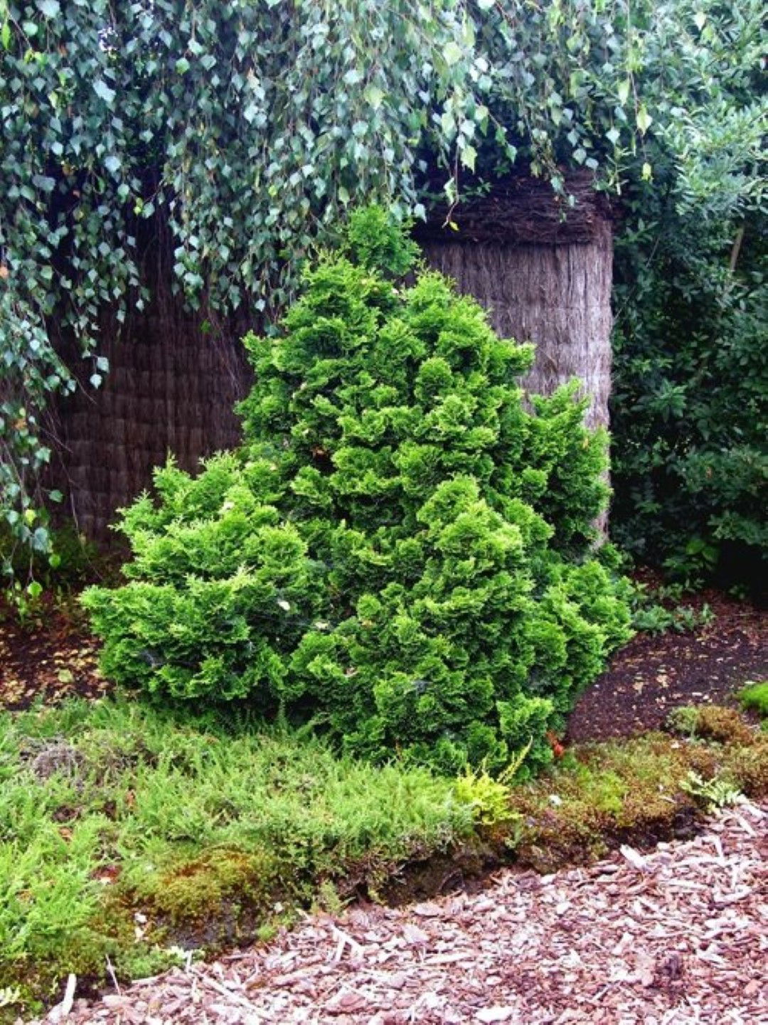https://cdn.warentuin.nl/media/catalog/product/1/7/1778712044588865_2_warentuin_natuurlijk_conifeer_chamaecyparis_obt_nana_gracili_17b5.jpg