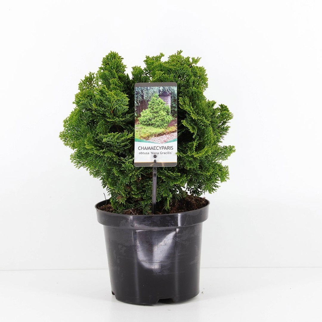 https://cdn.warentuin.nl/media/catalog/product/1/7/1778712044588865_warentuin_natuurlijk_conifeer_chamaecyparis_obt_nana_gracilis__49b8.jpg