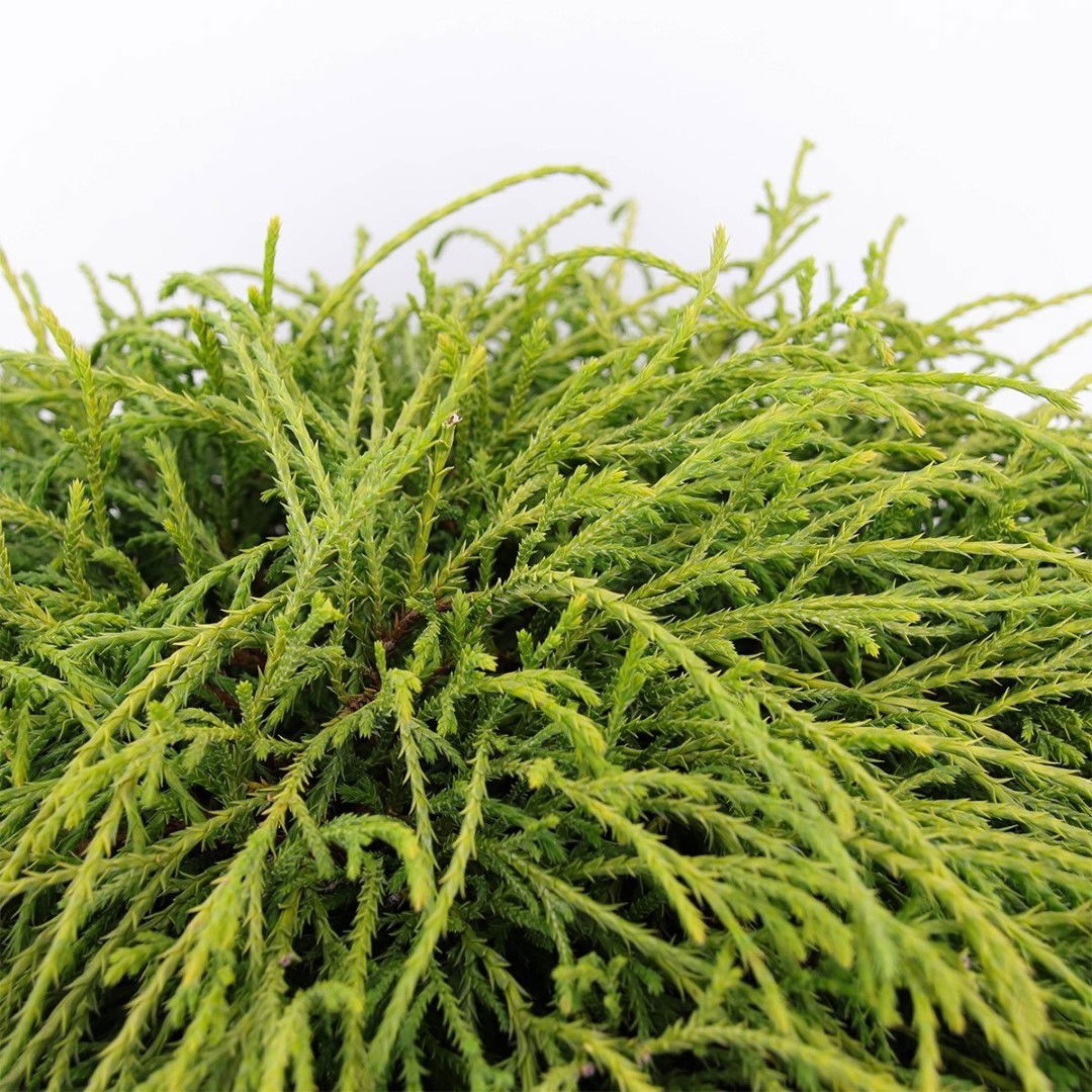 https://cdn.warentuin.nl/media/catalog/product/1/7/1778712044591391_2_warentuin_natuurlijk_conifeer_chamaecyparis_pis_filifera_nan_176b.jpg