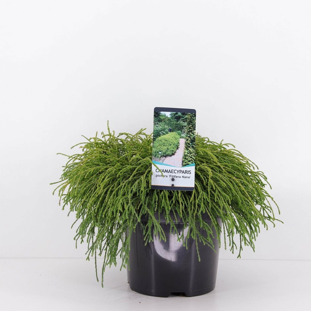 Warentuin natuurlijk Chamaecyparis pis filifera nana 30 cm - 