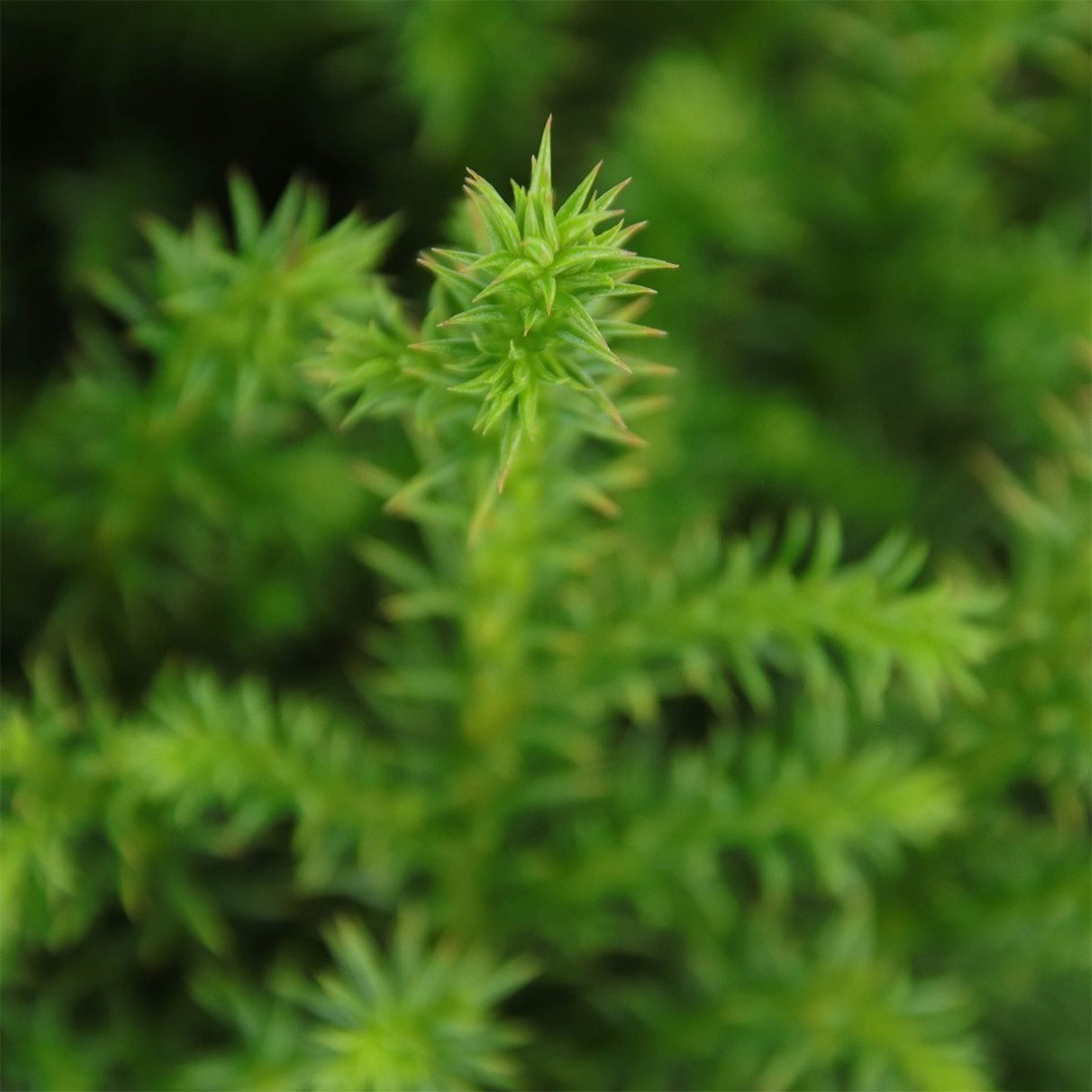https://cdn.warentuin.nl/media/catalog/product/1/7/1778712044594569_2_warentuin_natuurlijk_conifeer_cryptomeria_jap_vilmoriniana_4_ca11.jpg