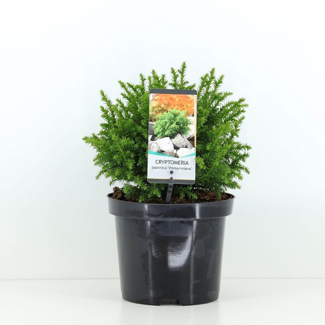 Warentuin natuurlijk Cryptomeria jap vilmoriniana 45 cm - 