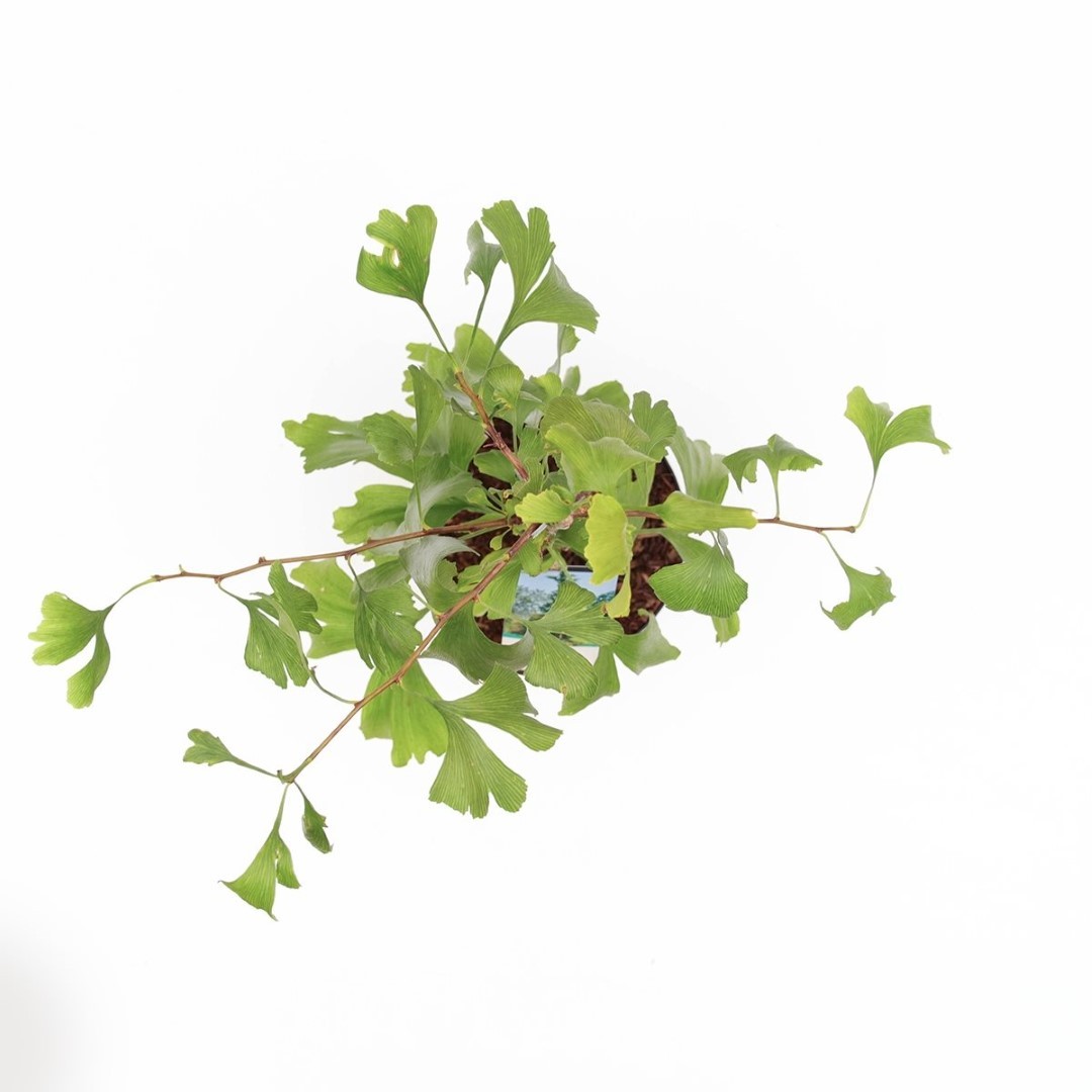 https://cdn.warentuin.nl/media/catalog/product/1/7/1778712044596860_2_warentuin_natuurlijk_conifeer_ginkgo_biloba_75_cm_warentuin__d2c5.jpg