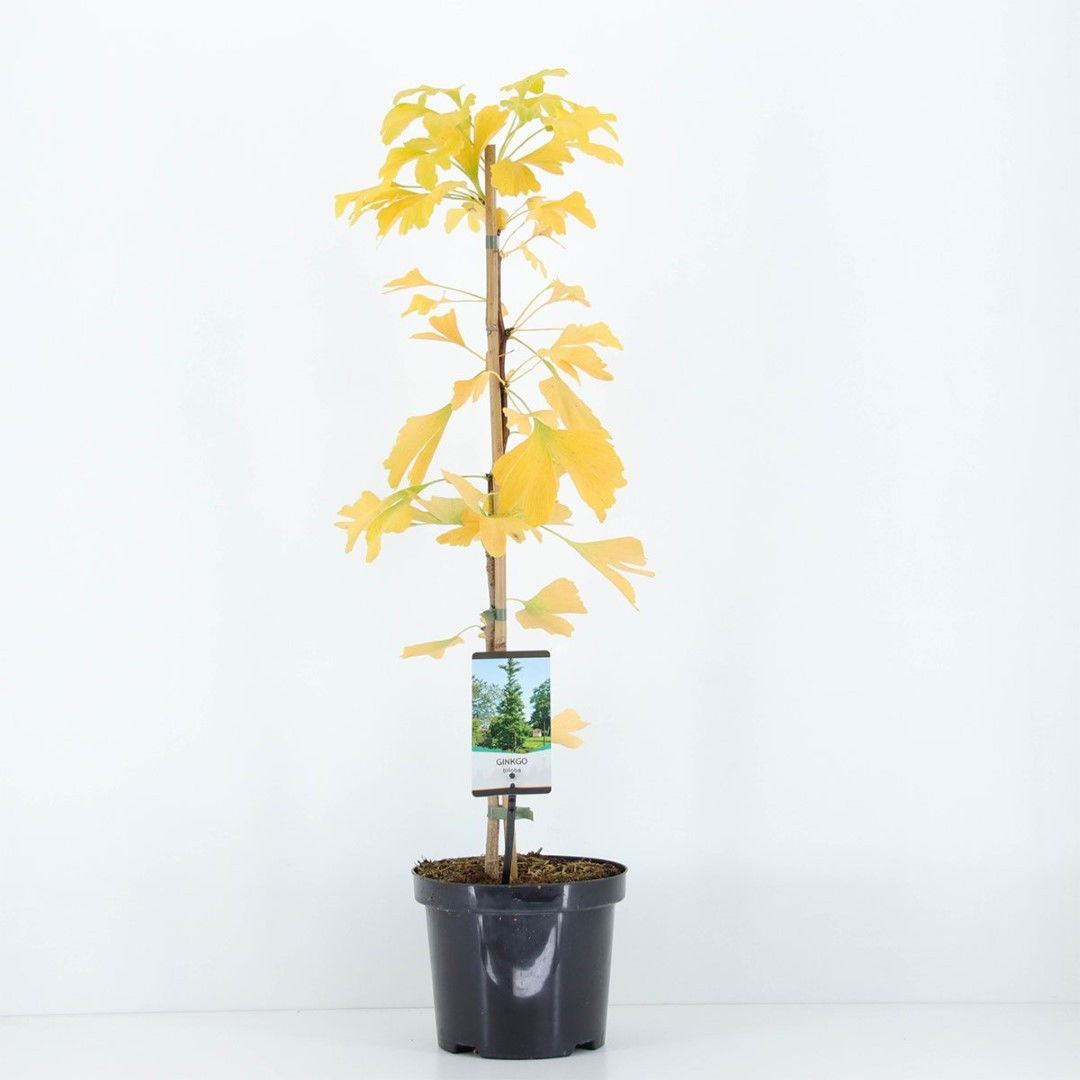 Warentuin natuurlijk Ginkgo biloba 75 cm - 
