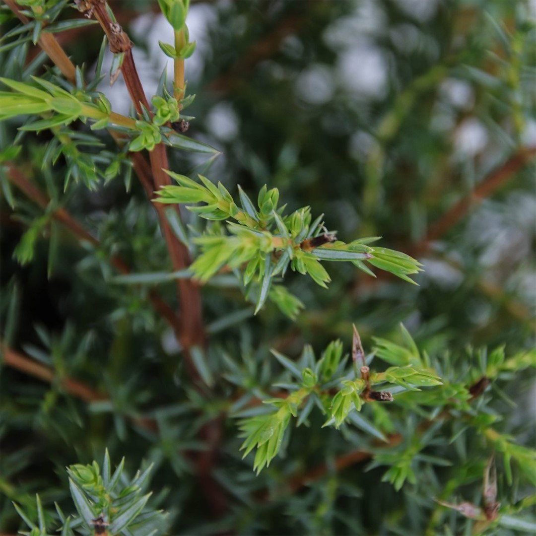 https://cdn.warentuin.nl/media/catalog/product/1/7/1778712044601342_2_warentuin_natuurlijk_conifeer_juniperus_communis_suecica_75__1b7f.jpg