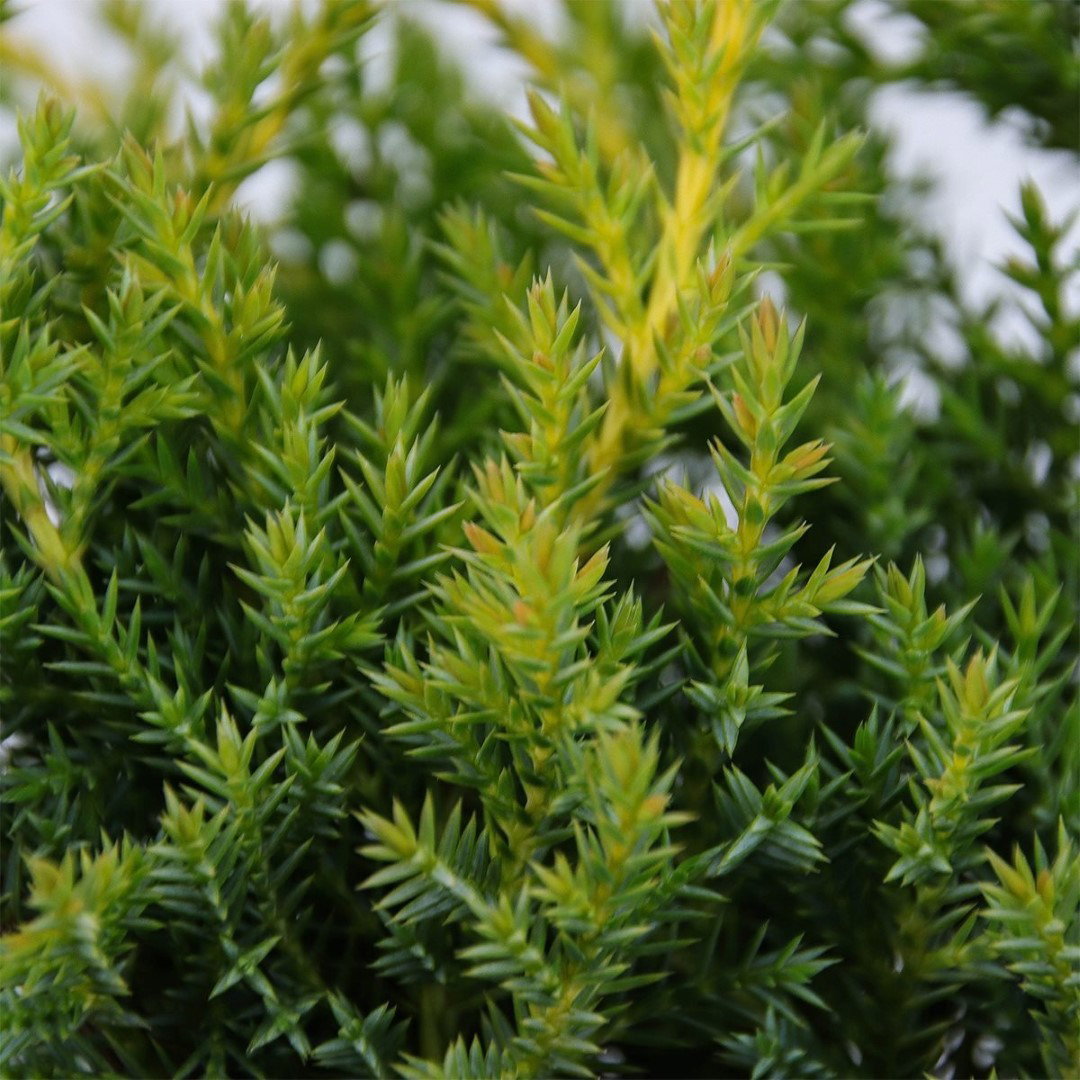 https://cdn.warentuin.nl/media/catalog/product/1/7/1778712044603650_2_warentuin_natuurlijk_conifeer_juniperus_pfitzeriana_gold_sta_a1cc.jpg