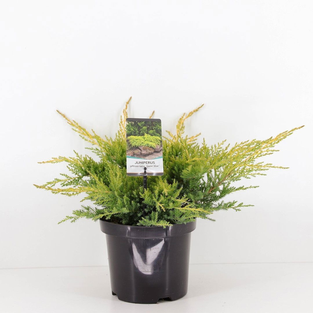 Warentuin natuurlijk Juniperus pfitzeriana gold star 35 cm - 