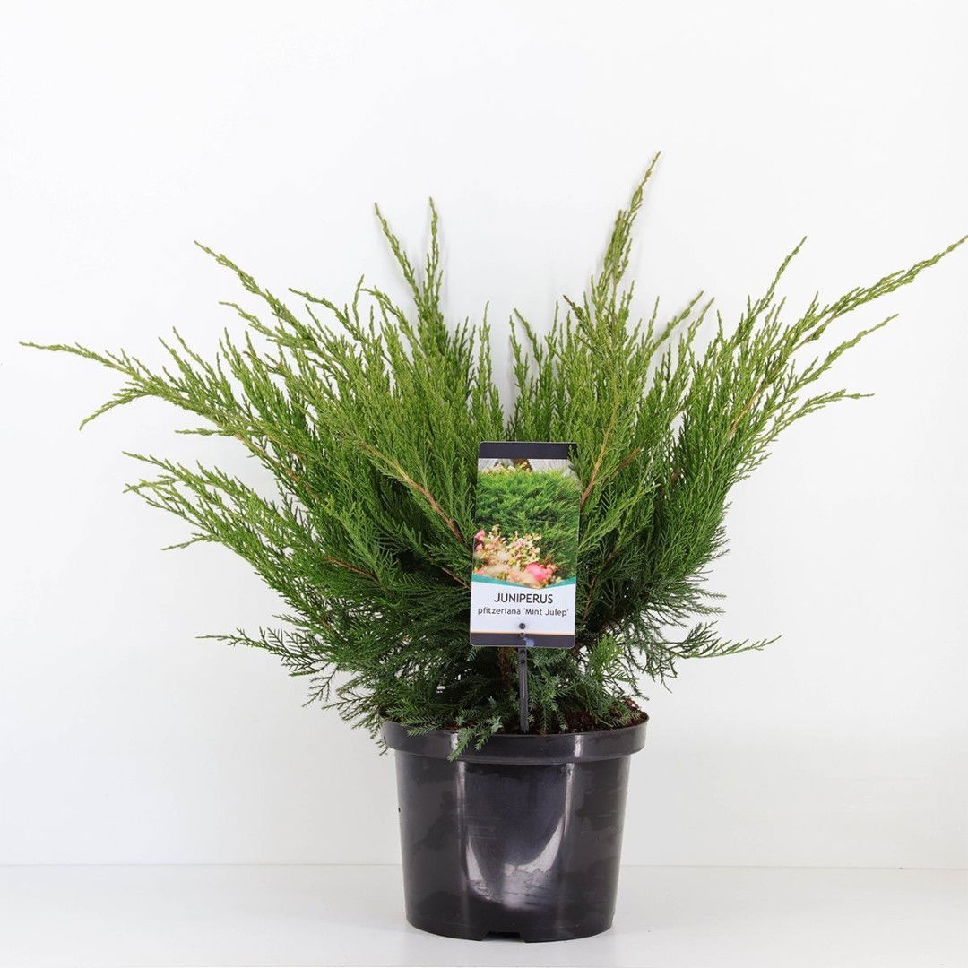 Warentuin natuurlijk Juniperus pfitzeriana mint julep 50 cm - 