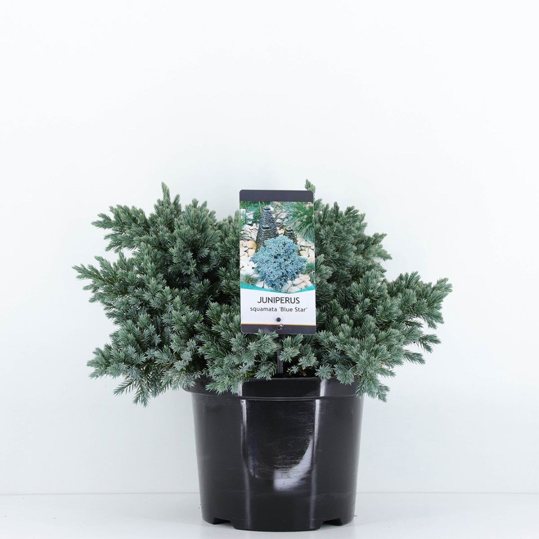 Warentuin natuurlijk Juniperus squamata blue star 45 cm - 