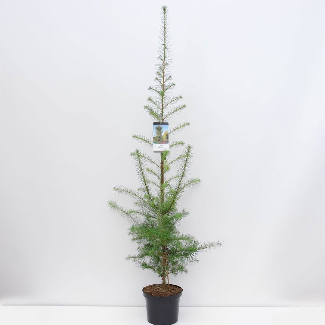 Larix kaempferi 100-150 cm - Warentuin Natuurlijk