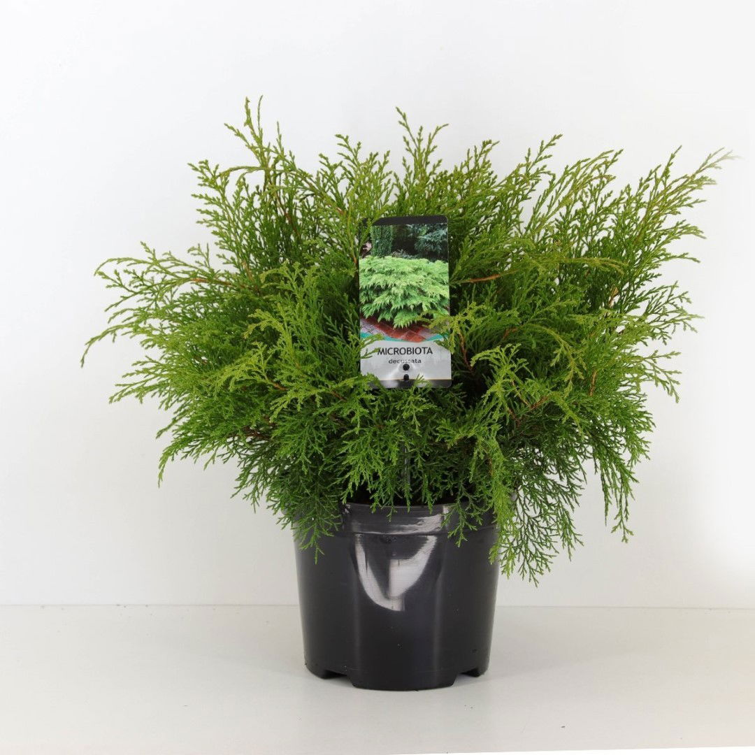 Warentuin natuurlijk Microbiota decussata 30-40 cm - 