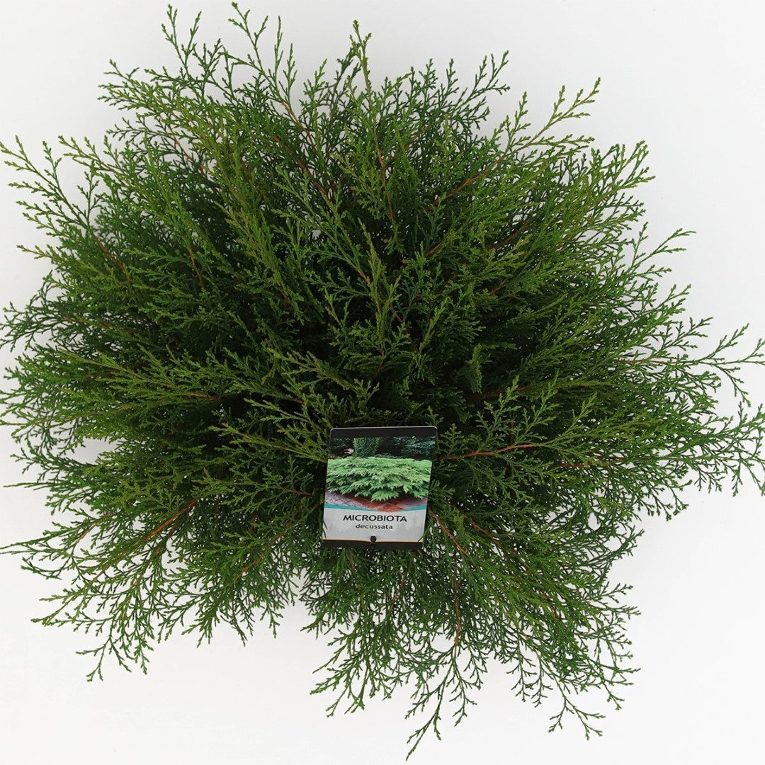 https://cdn.warentuin.nl/media/catalog/product/1/7/1778712044612621_2_warentuin_natuurlijk_planten_microbiota_decussata_40_50_cm_w_b6a3.jpg