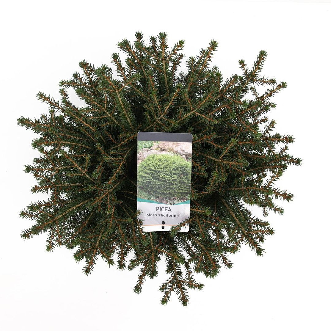 https://cdn.warentuin.nl/media/catalog/product/1/7/1778712044614489_2_warentuin_natuurlijk_planten_picea_abies_nidiformis_40_50_cm_a5aa.jpg