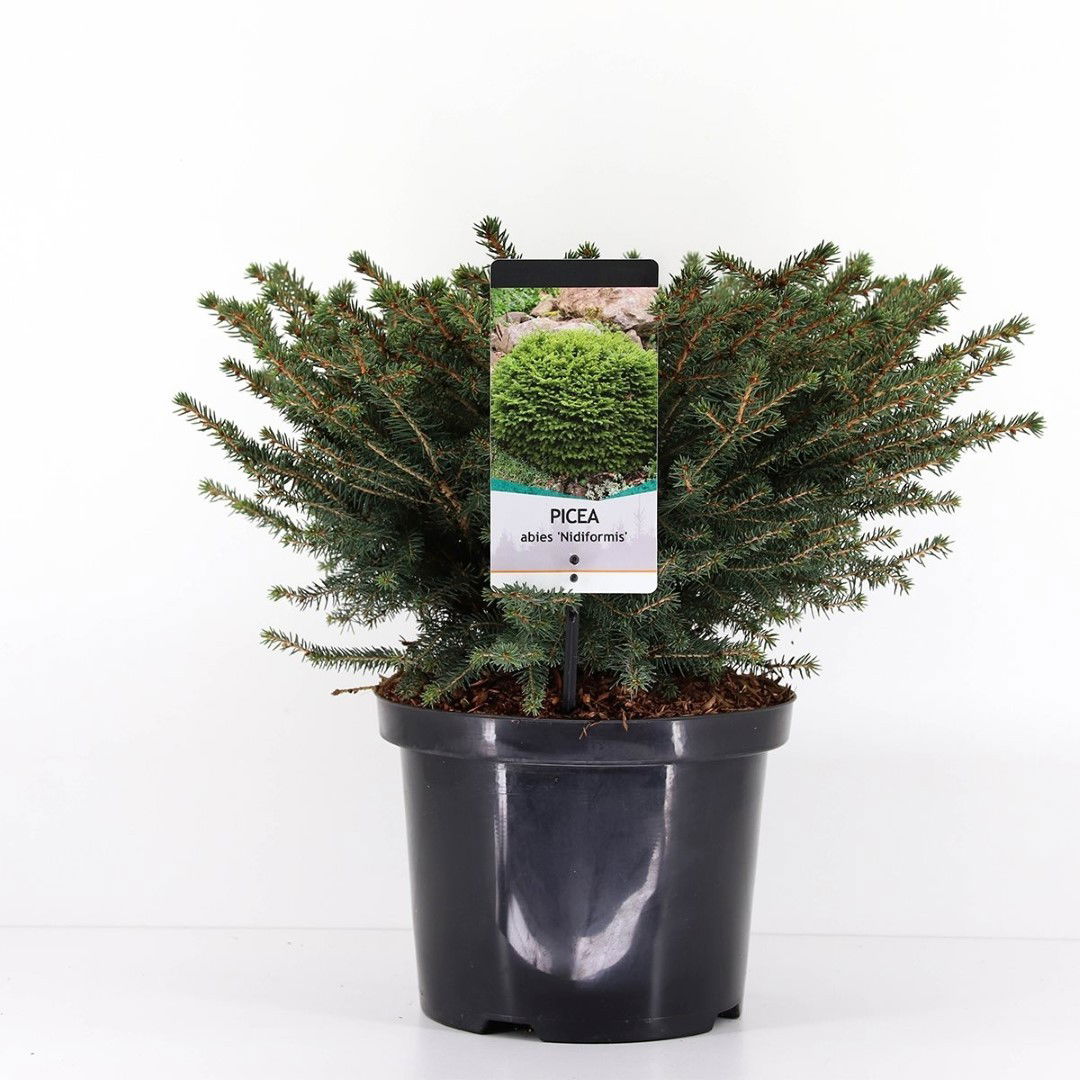 Warentuin natuurlijk Picea abies nidiformis 40-50 cm - 