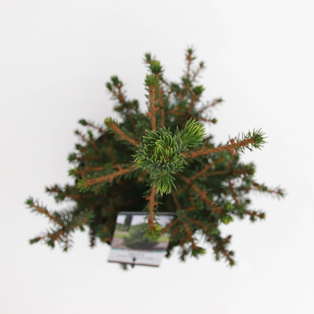 https://cdn.warentuin.nl/media/catalog/product/1/7/1778712044616018_2_warentuin_natuurlijk_planten_picea_abies_wills_zwerg_warentu_4bf6.jpg