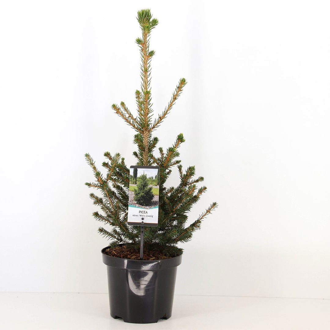 Warentuin natuurlijk Picea abies wills zwerg - 