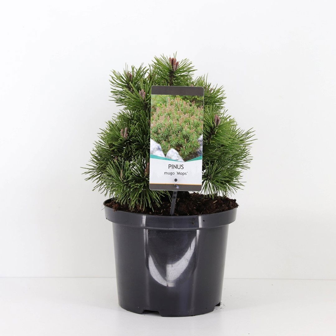 Pinus mugo mops 25-30 cm - Warentuin natuurlijk