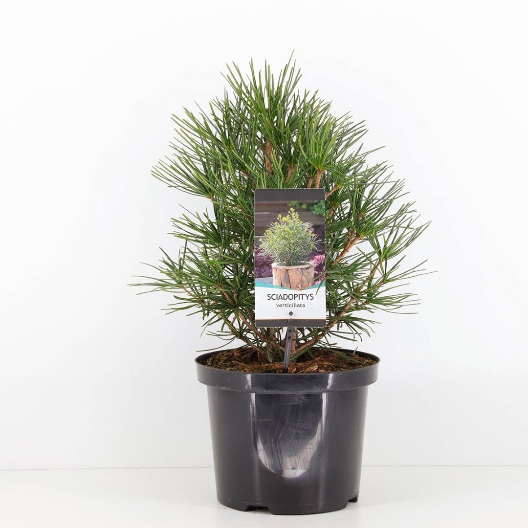 Warentuin natuurlijk Sciadopitys verticillata 30-40 cm - 