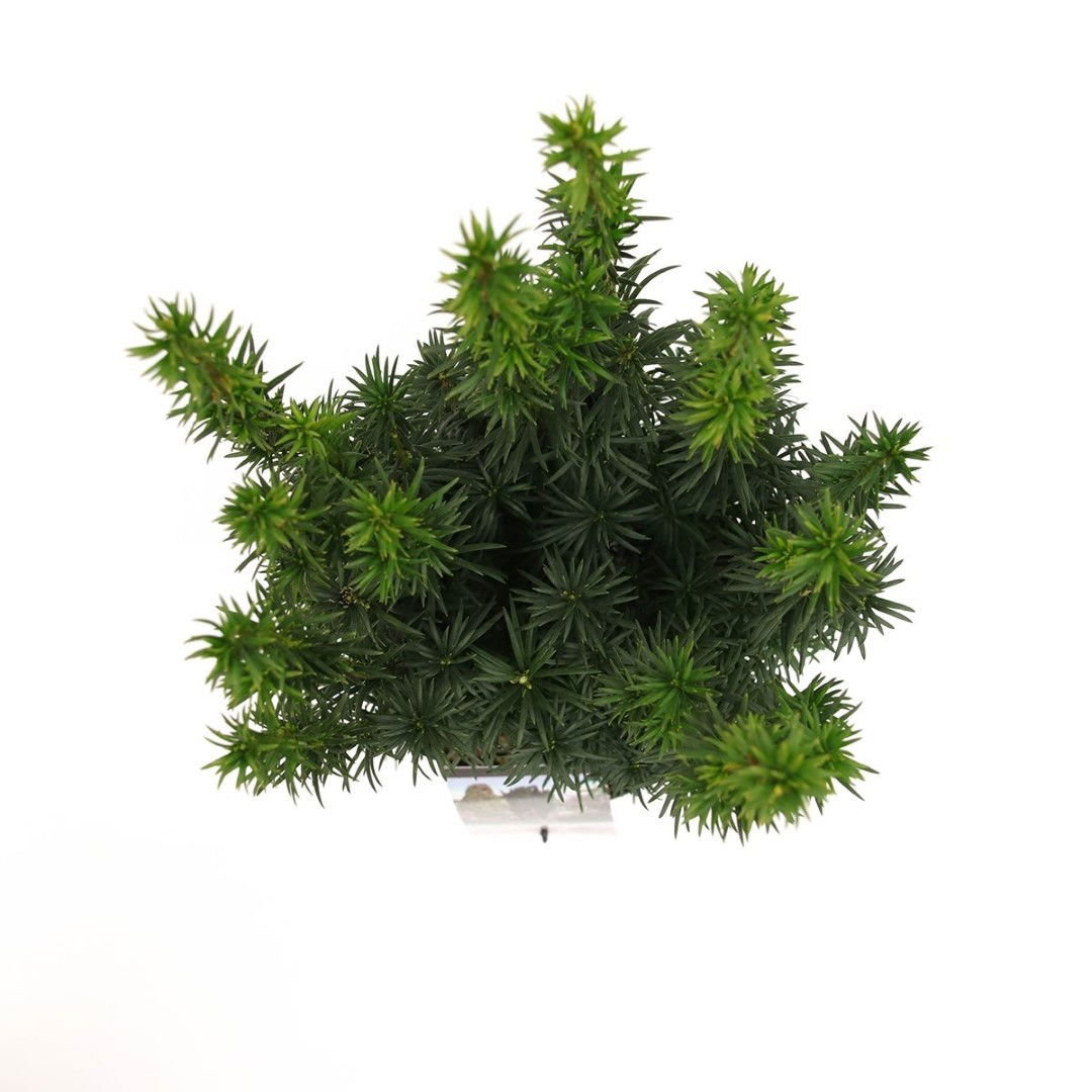 https://cdn.warentuin.nl/media/catalog/product/1/7/1778712044630410_2_warentuin_natuurlijk_planten_taxus_baccata_fastigiata_60_80__0b26.jpg