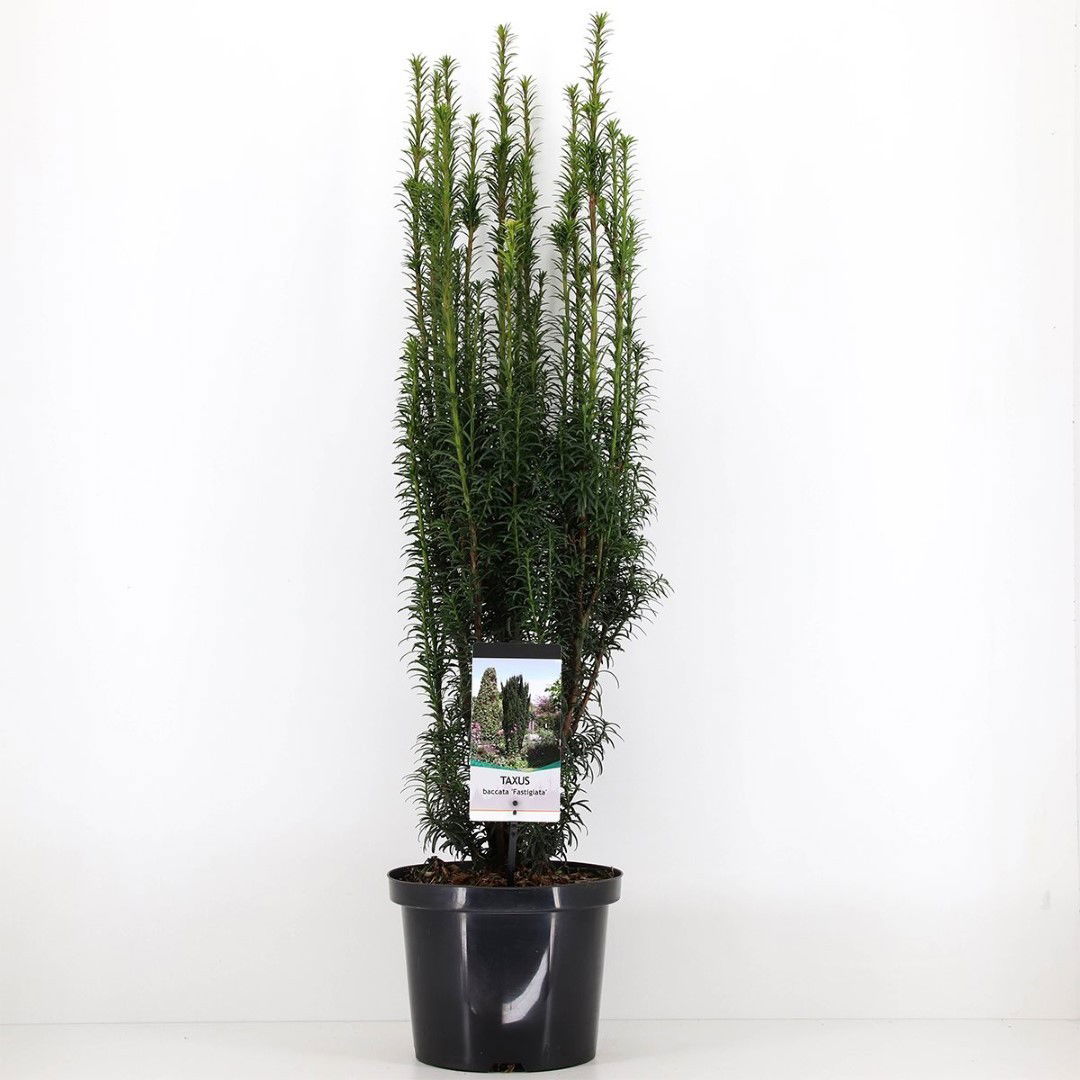 https://cdn.warentuin.nl/media/catalog/product/1/7/1778712044630410_warentuin_natuurlijk_planten_taxus_baccata_fastigiata_60_80_cm_0181.jpg