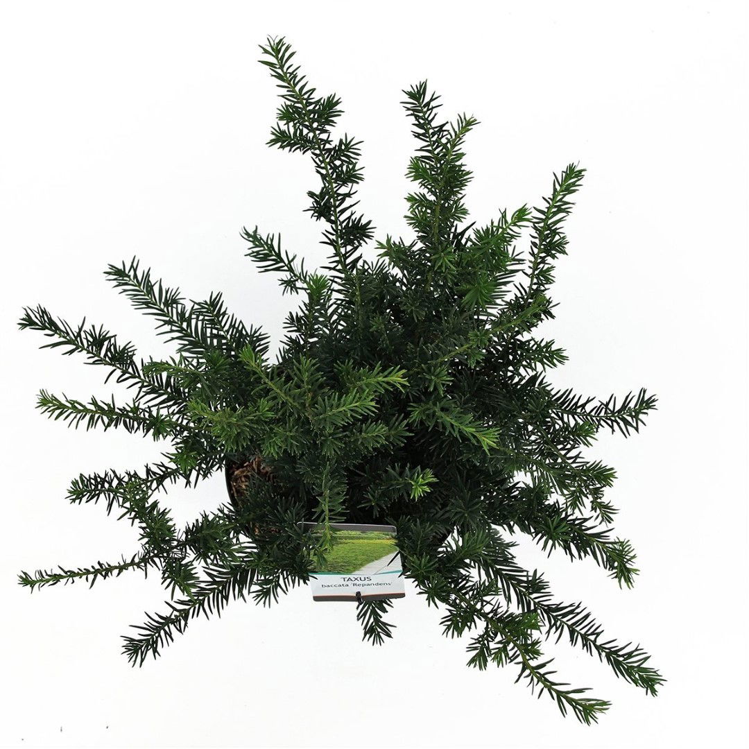 https://cdn.warentuin.nl/media/catalog/product/1/7/1778712044631820_2_warentuin_natuurlijk_planten_taxus_baccata_repandens_30_40_c_34bf.jpg