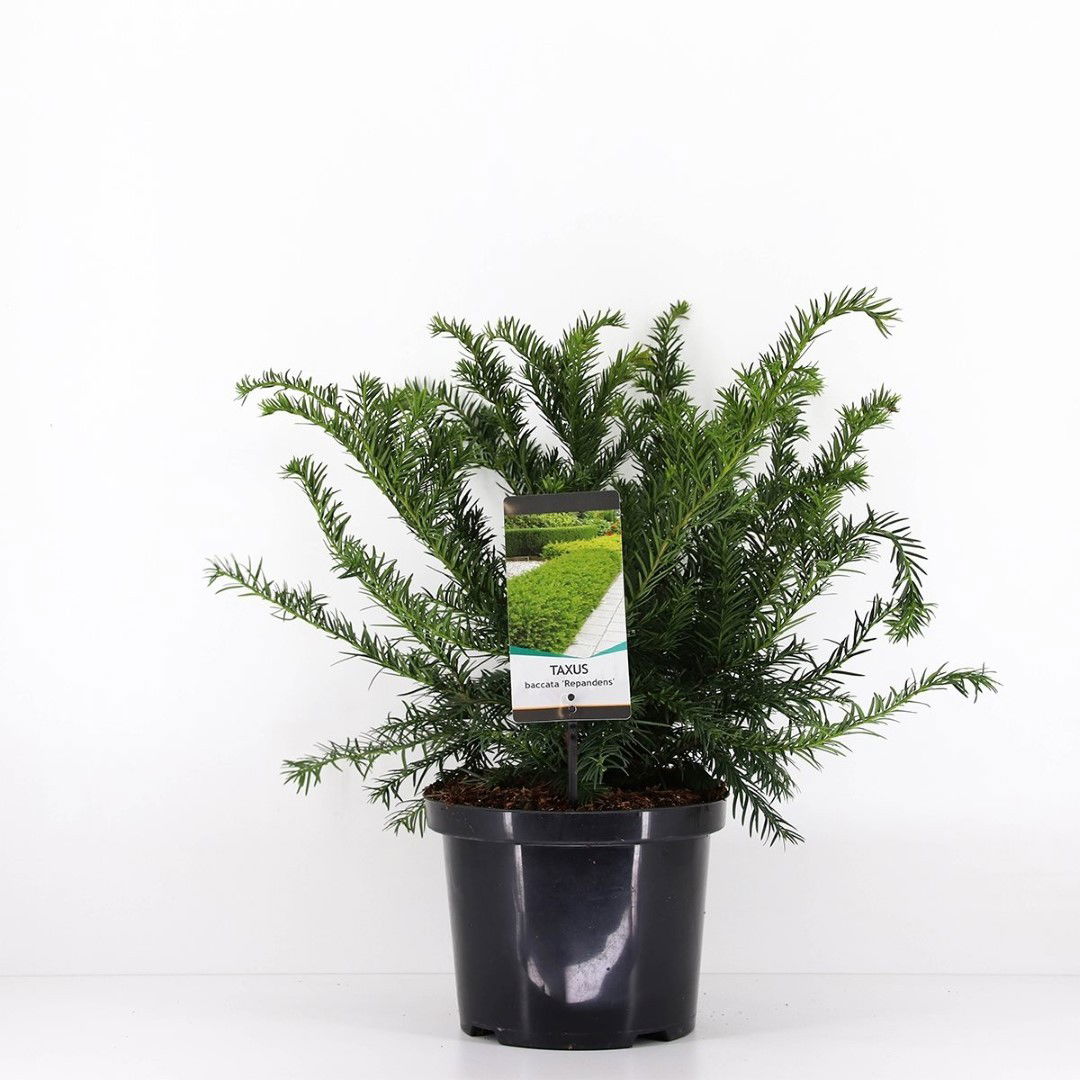 https://cdn.warentuin.nl/media/catalog/product/1/7/1778712044631820_warentuin_natuurlijk_planten_taxus_baccata_repandens_30_40_cm__051d.jpg