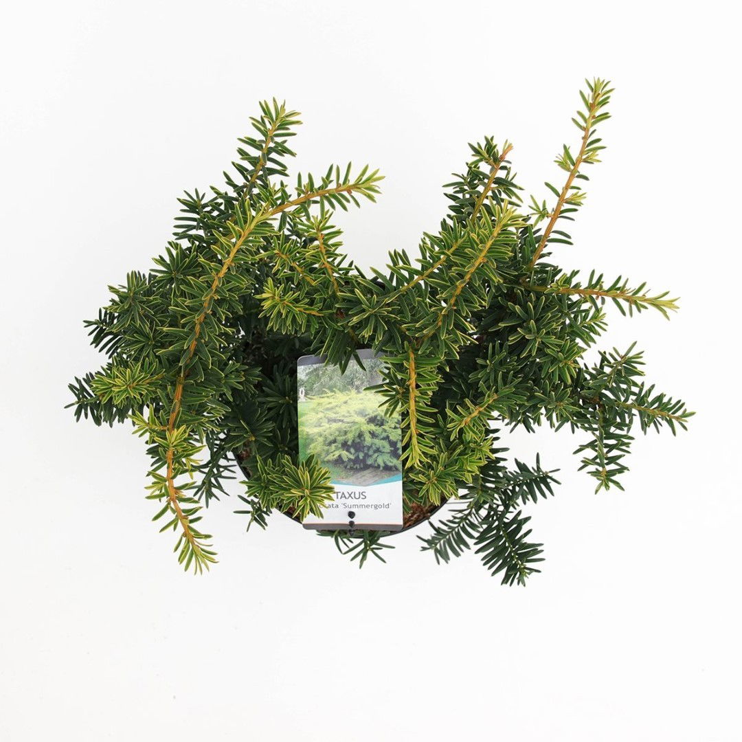 https://cdn.warentuin.nl/media/catalog/product/1/7/1778712044632513_2_warentuin_natuurlijk_planten_taxus_baccata_summergold_25_30__0a4d.jpg