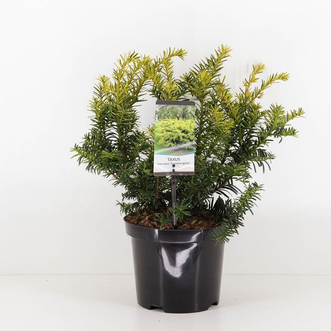 Warentuin natuurlijk Taxus baccata summergold 25-30 cm - 